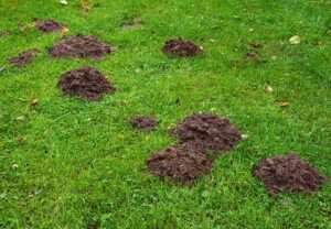gopher-mounds-on-lawn