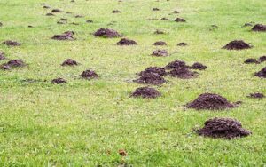 how-to-get-rid-of-moles-and-gophers-step-1