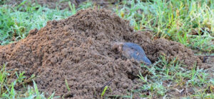 Geomys breviceps, Baird’s pocket gopher or the Louisiana pocket gopher